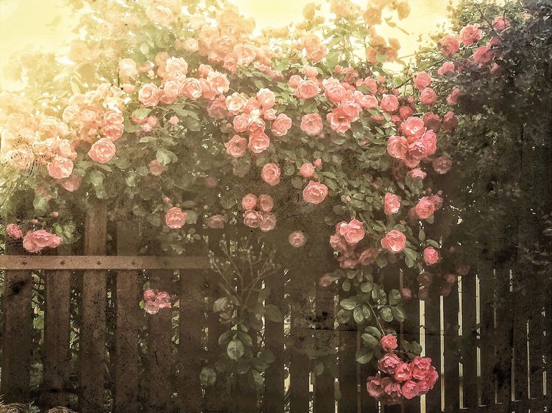 jak chronić róże przed chorobami, fot. getty images
