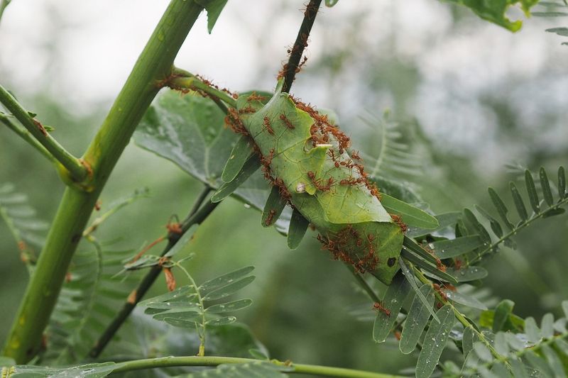 Jak pozbyć się mrówek z ogródka? Fot. Getty Images