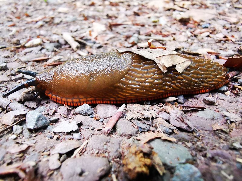 Jak pozbyć się ślimaków z działki? Fot. Getty Images