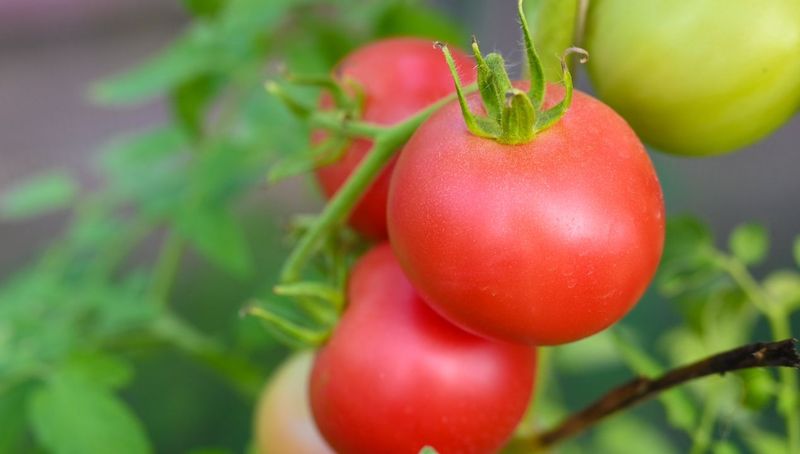 jak uprawiać malinowe pomidory w ogrodzie fot. getty images