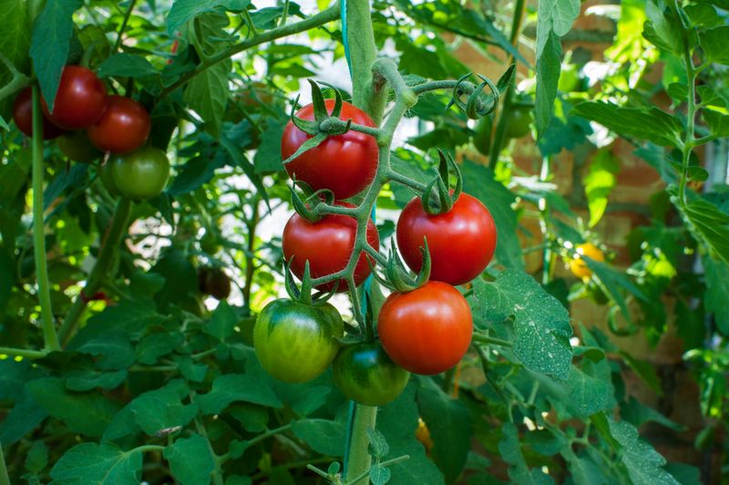 jakich roślin nie wolno sadzić obok pomidorów, fot. getty images