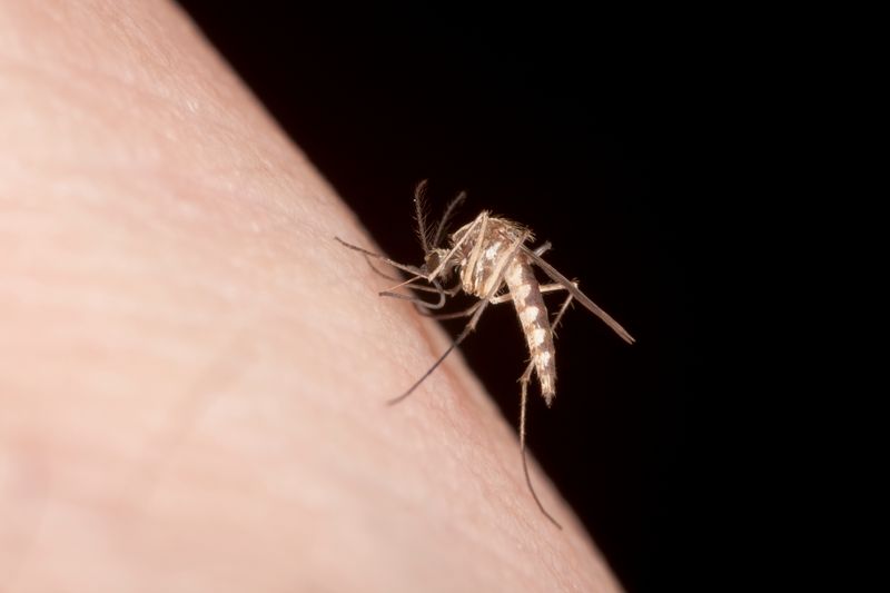 jak odstraszyć komary, fot. getty images