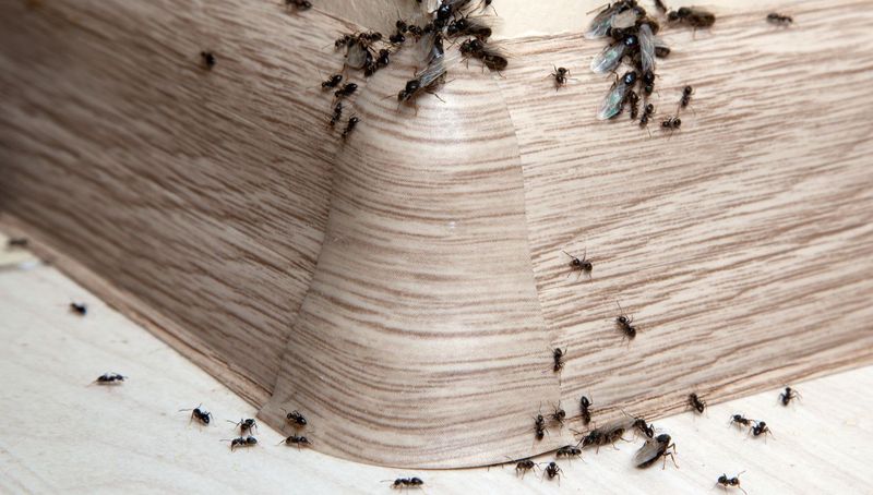 Sposób na mrówki w domu, fot. Getty Images