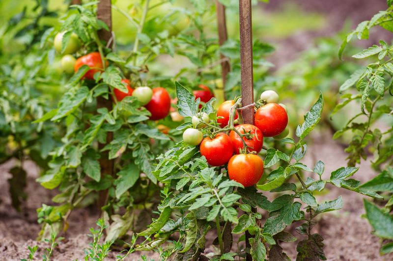 nawóz do sadzonek pomidorów, fot. getty images