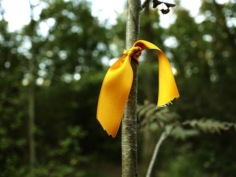 Żółta wstążka w ogrodzie to ochrona przed mszycami. Fot. Getty Images