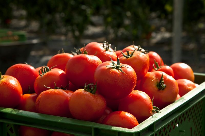 Podwójne plony pomidorów to zasługa zapylania kwiatów. Fot. Gettyimages