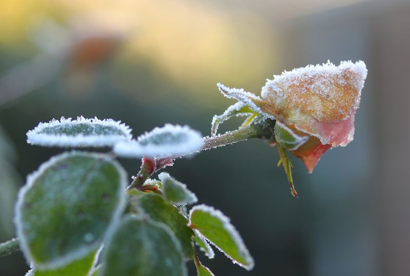 Zimni ogrodnicy i zimna Zośka to wcale nie przesądy. Fot. Gettyimages