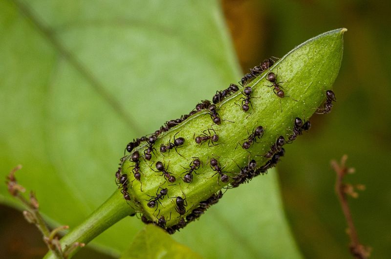 Oprysk na mrówki możesz wykonać z wrotyczu. Fot. Gettyimages