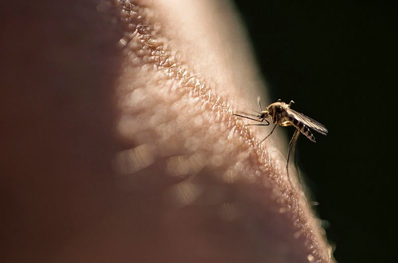 Środek na komary wykonasz w domu w kilka minut. Fot. Getty Images