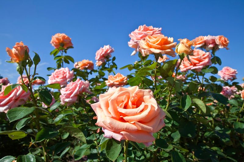 Czym nawozić róże? Fot. Getty Images