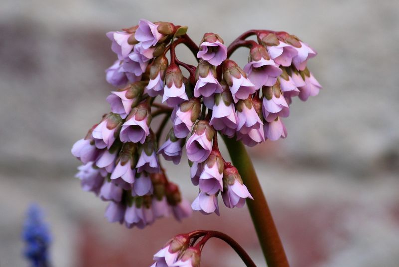 Bergenia sercowata to roślina, którą pokochasz, fot. pixabay