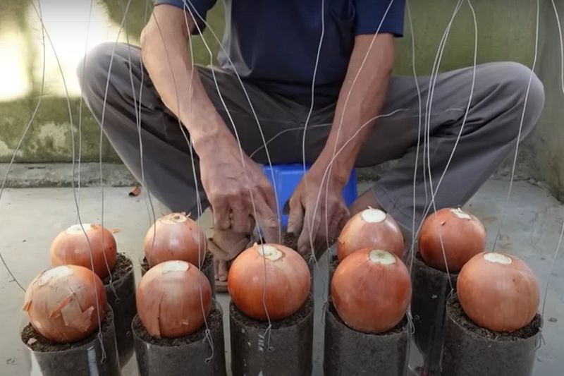 Uprawa cebuli w butelkach daje świetne efekty. Fot. YouTube/TEO Garden