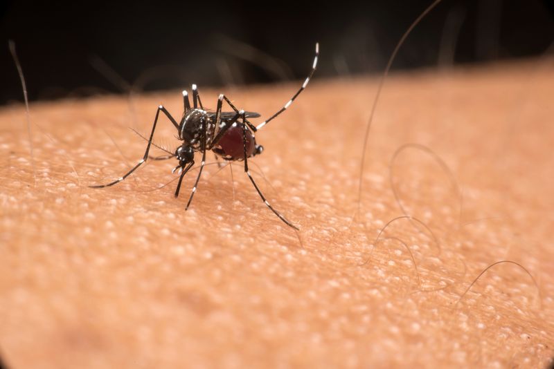 jak odstraszyć komary, fot. getty images