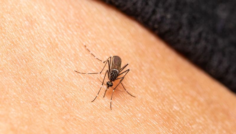 Jak znaleźć komara ukrywającego się w pokoju, fot. getty images