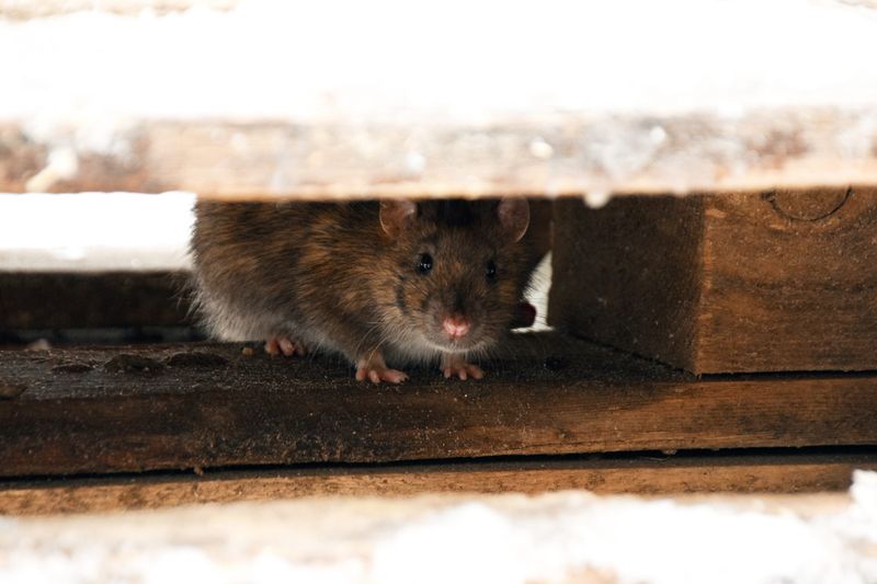 jak odstraszyć szczury z domu, fot. gettyimages