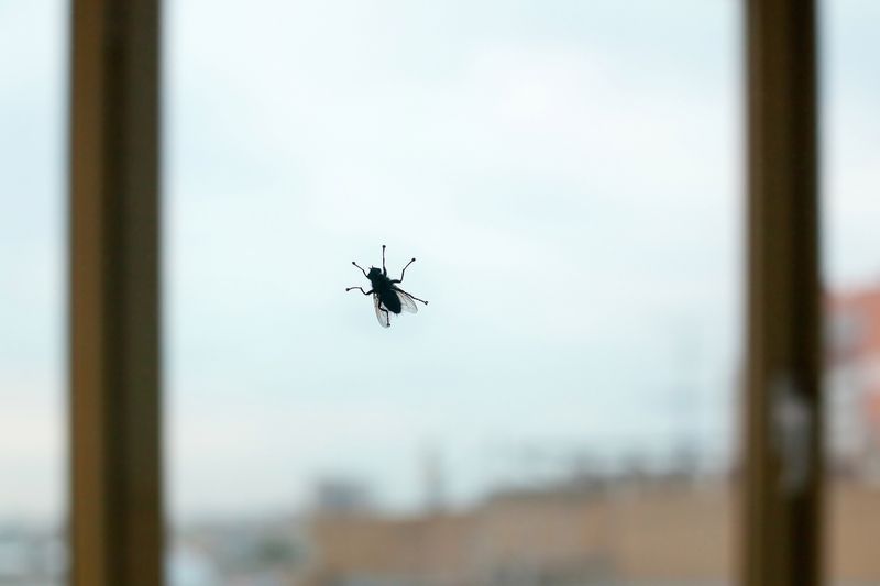 Jak wypędzić muchy z domu, fot. gettyimages