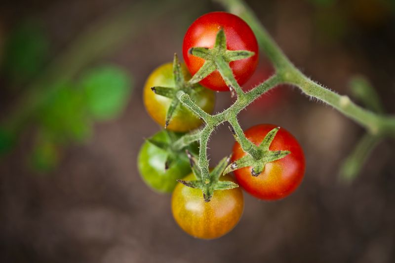 pierwsze nawożenie pomidorów, fot. gettyimages