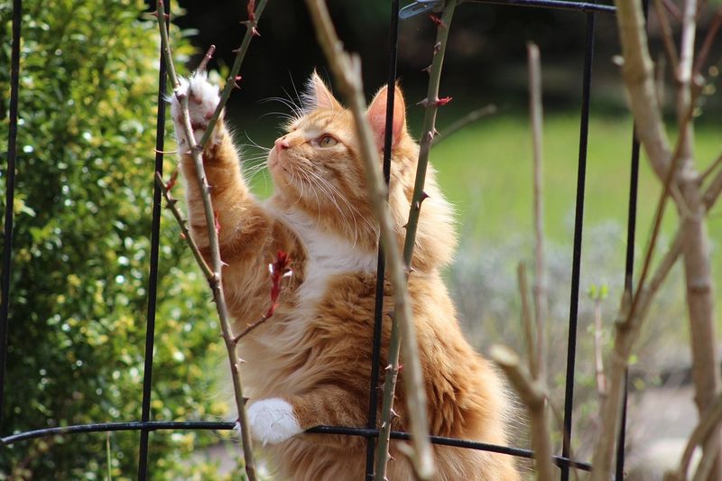 Jest prosty sposób na kota w ogrodzie. Fot. Pixabay