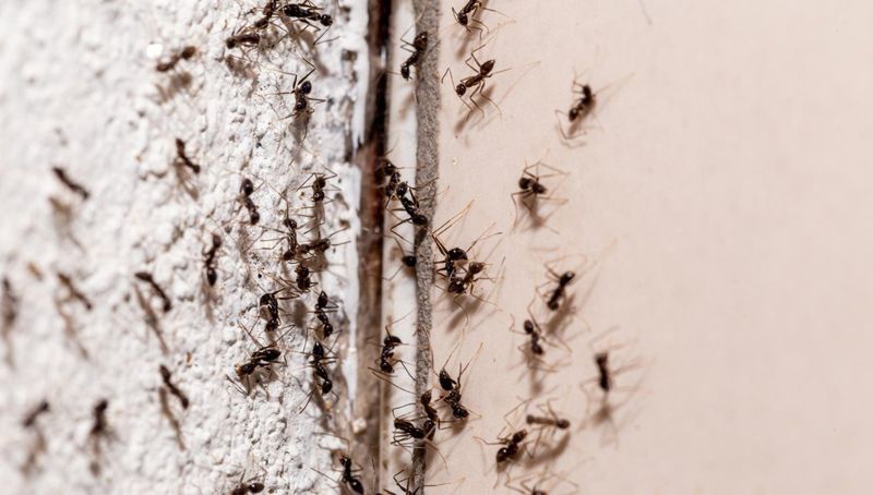 Sposób na mrówki w domu, fot. freepik