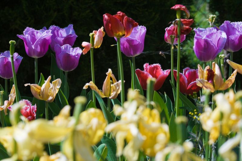 przekwitnięte tulipany, fot. gettyimages