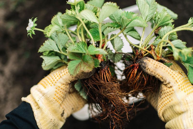 Sadzenie truskawek wiosną zależy od tego, jaką odmianę wybierzesz. Fot. Getty Images