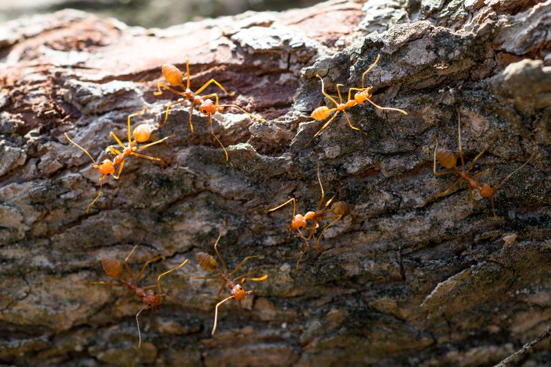 sposób na mrówki na drzewach owocowych, fot. gettyimages
