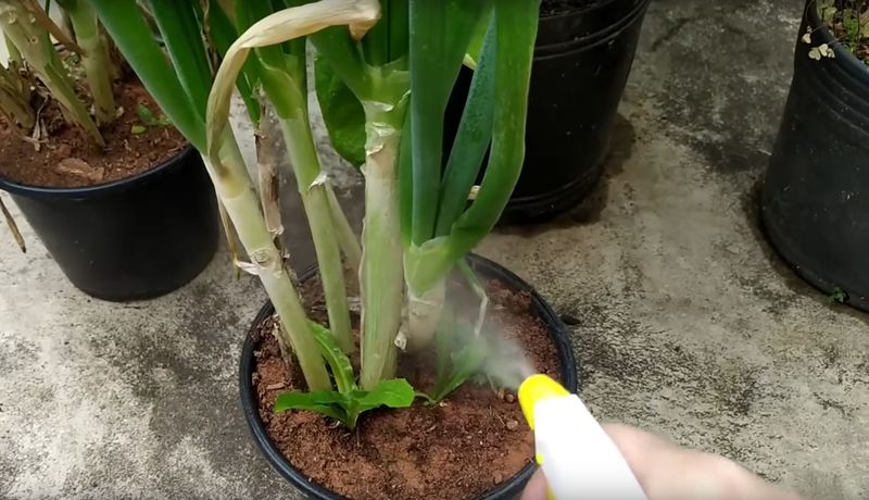 uniwersalny spray na szkodniki, fot. Loucos das Plantas/youtube