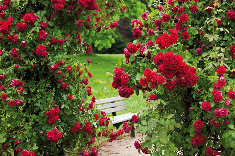 wiosenny nawóz dla róż, fot. gettyimages