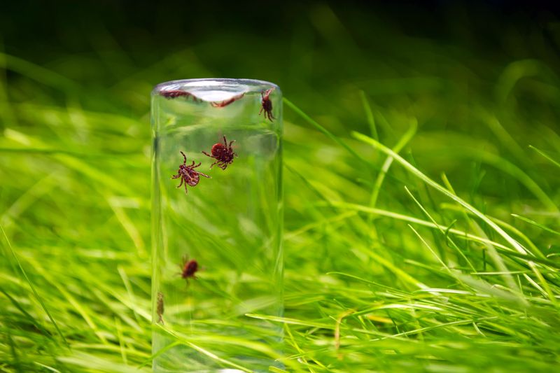 spray na kleszcze, fot. freepik