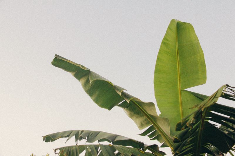 Jak uprawiać bananowca? fot. Unsplash
