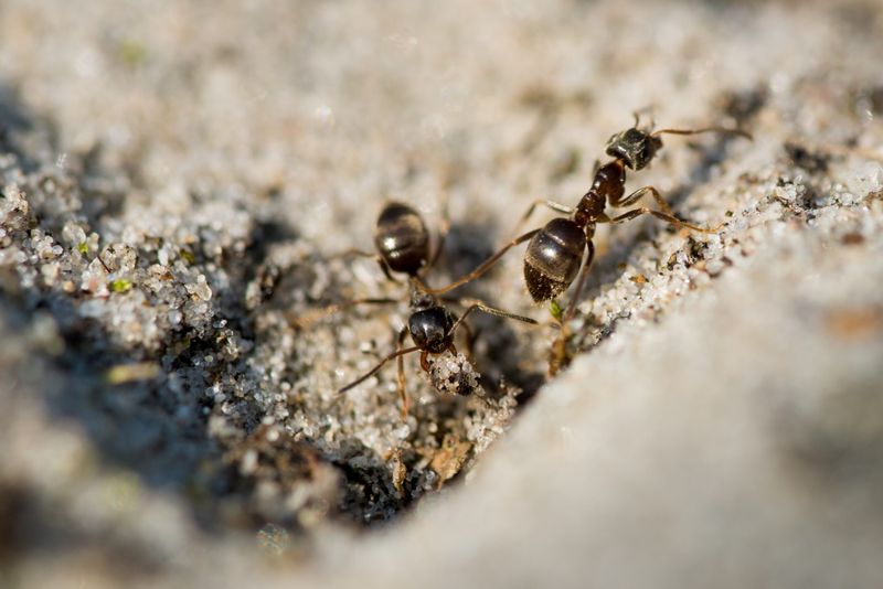 jak odstraszyć mrówki, fot. Freepik