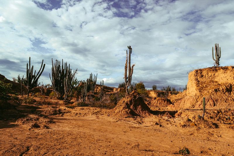 Strefa ciszy w Meksyku jest porośnięta tylko kaktusami i krzewami iglastymi. Fot. Freepik