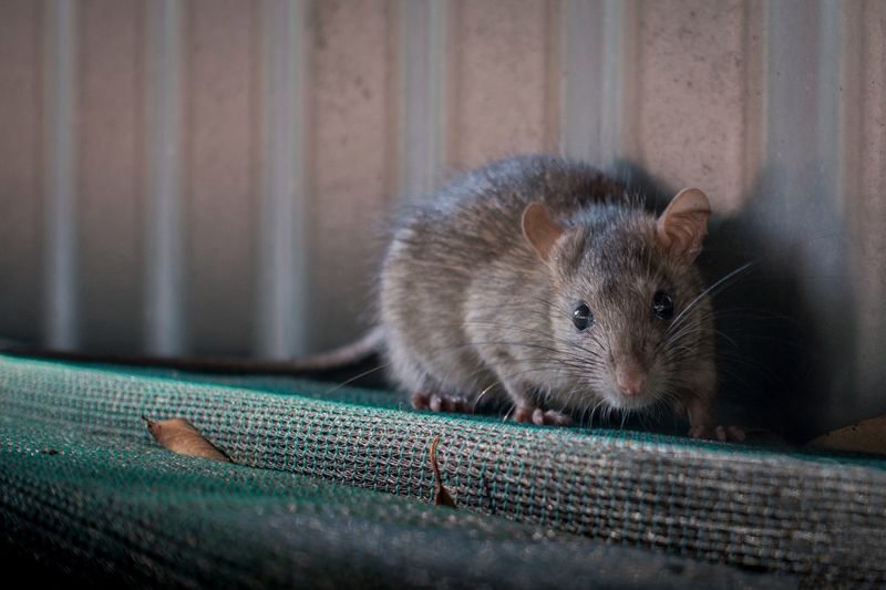 Poznaj, jak odstraszyć szczury. Fot. Gettyimages