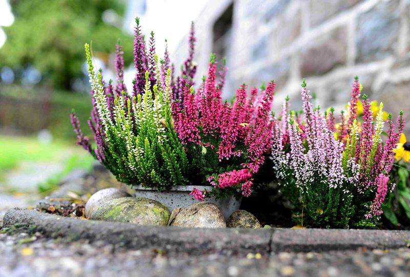 Jak odratować uschnięty wrzos? W ten sposób kolorowo zakwitnie, fot. Pixabay