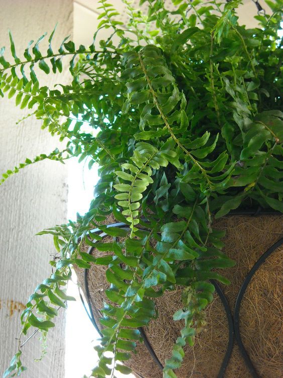 pinterest.com