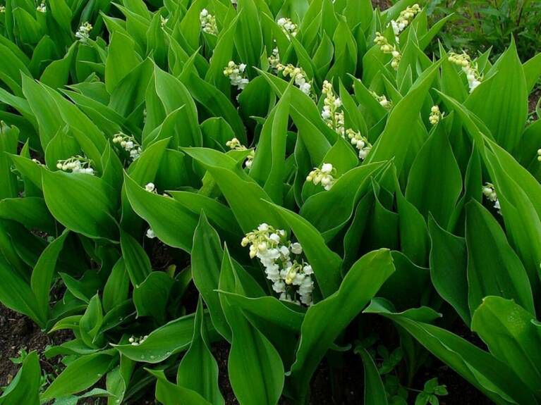 Lily of the Valley Poisoning in Dogs - Symptoms, Causes, Diagnosis