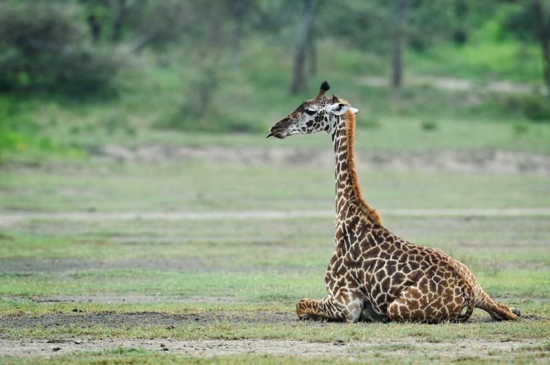 Mała żyrafa w swoim naturalnym środowisku. aaltair/Shutterstock