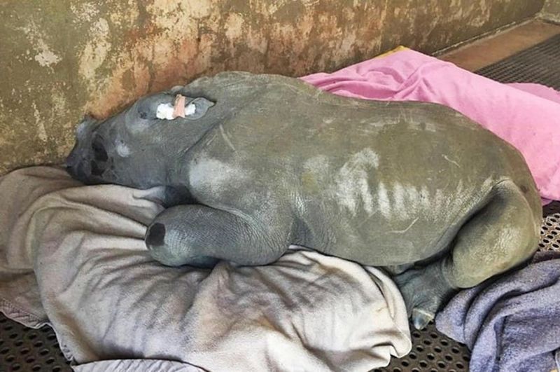 facebook/The Rhino Orphanag