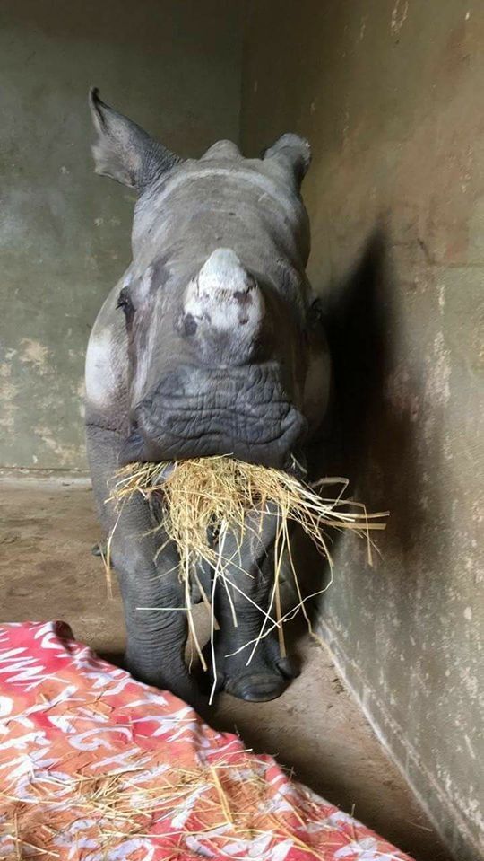 facebook/The Rhino Orphanag