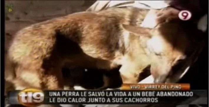 Źródło: youtube.com / Seamos Mas Animales Como Ellos – Mundo