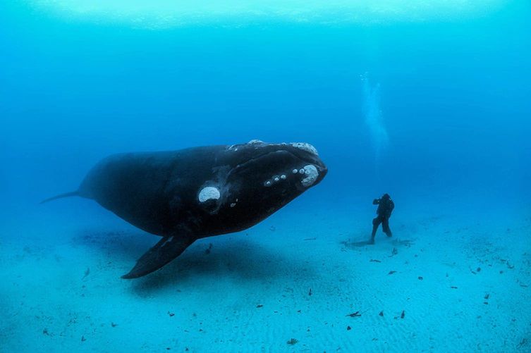 National Geographic | Brian Skerry
