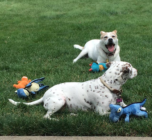 Jojo even shares his toys with his friend, Molly. | Kevin Karcher