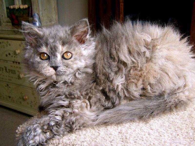 cat-breeds-encyclopedia.com