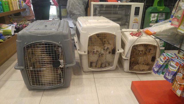 Passion for Compassion / Korean Dog Sanctuary