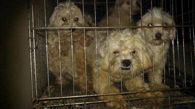 Passion for Compassion / Korean Dog Sanctuary