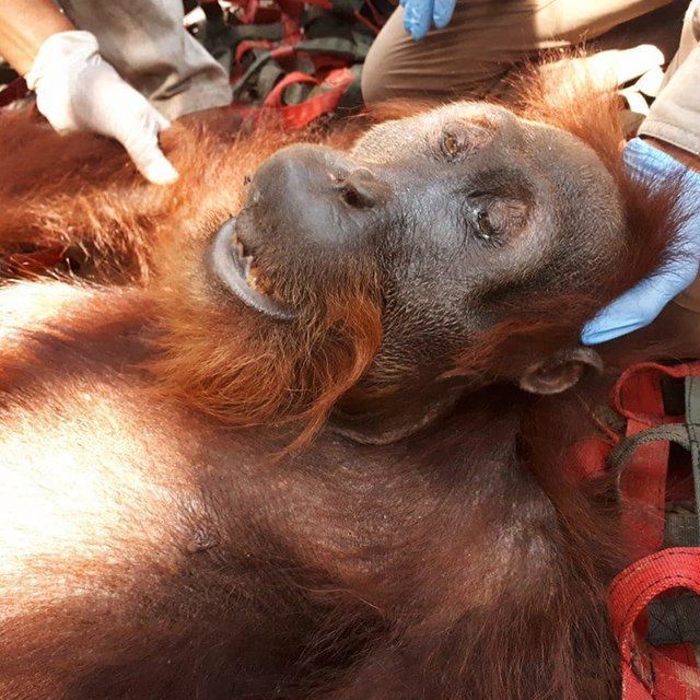 Orangutan Information Centre