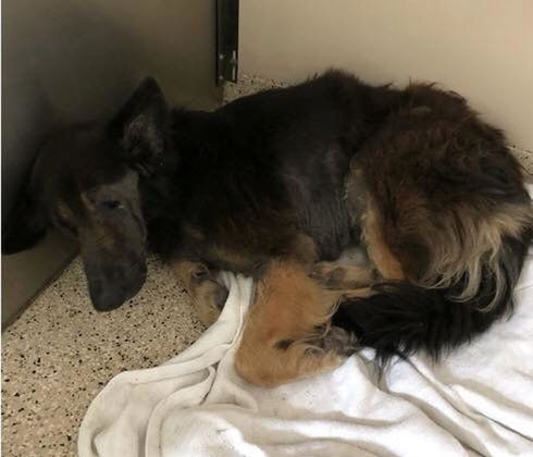 Shenandoah Shepherd Rescue