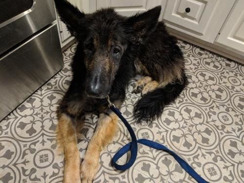 Shenandoah Shepherd Rescue