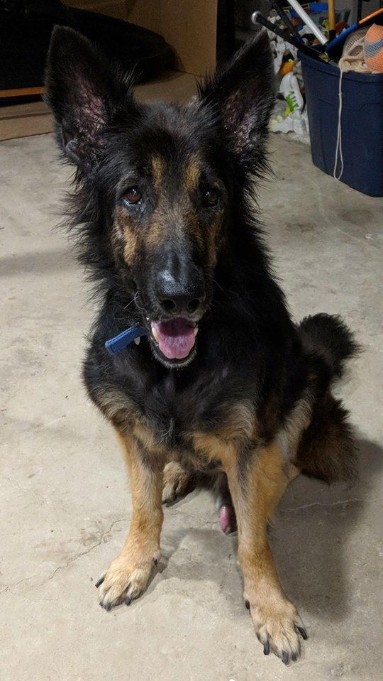 Shenandoah Shepherd Rescue