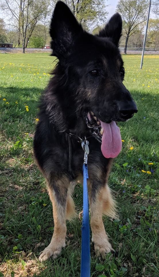 Shenandoah Shepherd Rescue